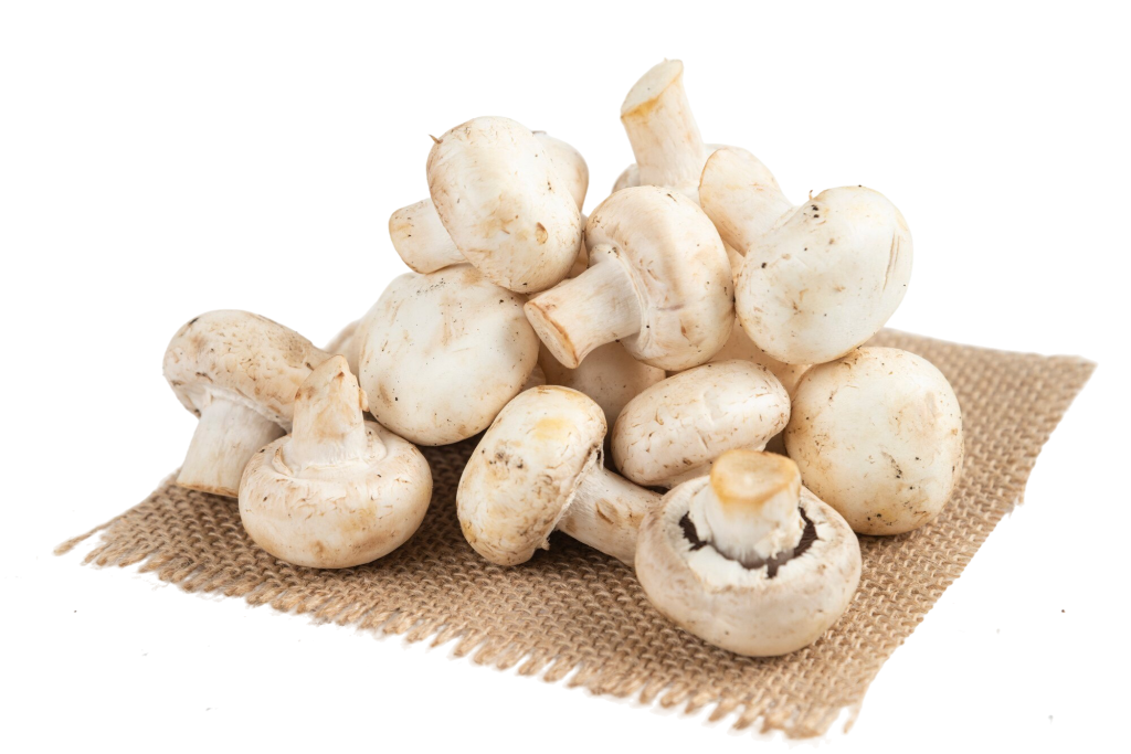 Mushroom